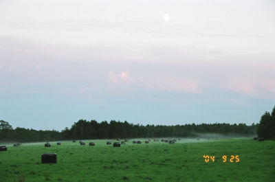夕暮れの牧草地