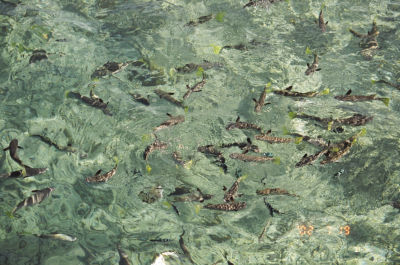 魚
