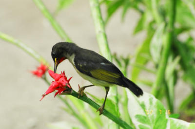 鳥