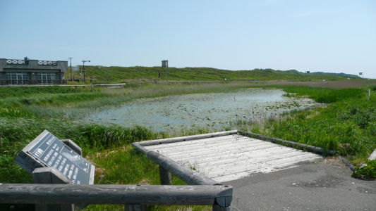 沼