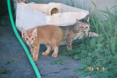 子猫