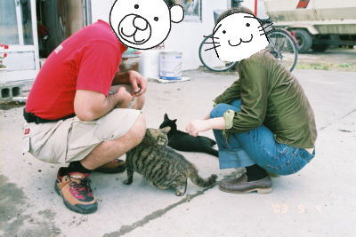 猫