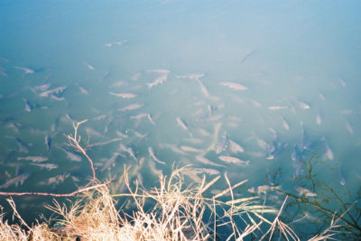 魚
