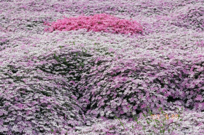 芝桜
