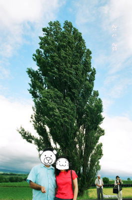 ケンとメリーの木