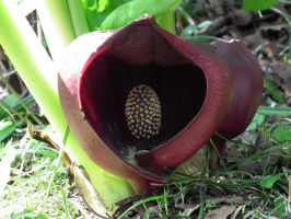 ザゼンソウ