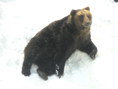 クマその１