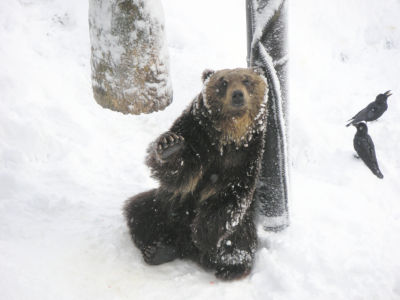 クマその３