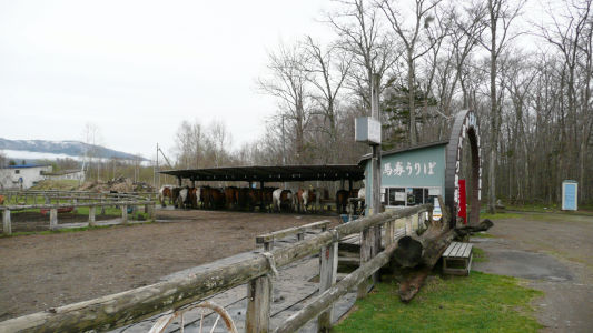 川湯パーク牧場