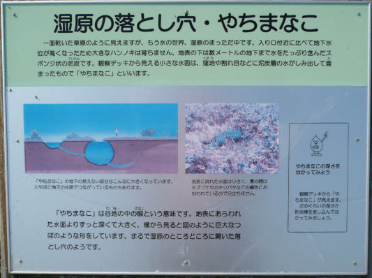 やちまなこ