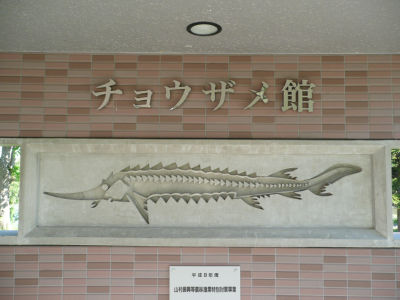 チョウザメ館