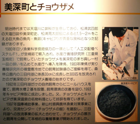 美深町とチョウザメ
