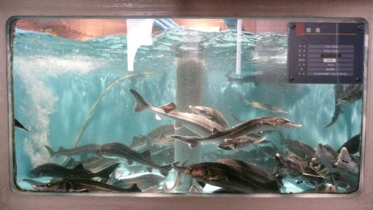 稚魚