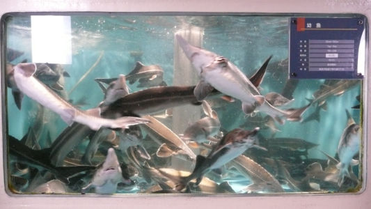 幼魚