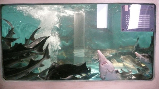成魚