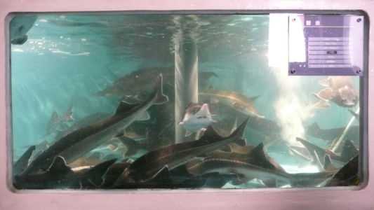 親魚