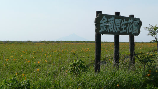 金浦原生花園