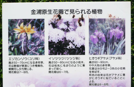 金浦原生花園で見られる植物