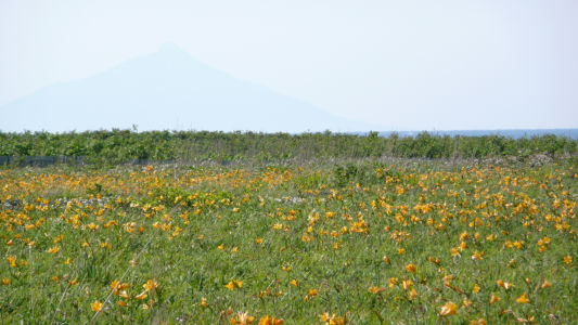 利尻島