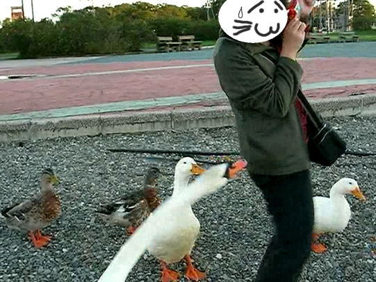 ̓GTȂ